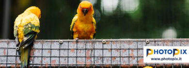 FindBird - Cerco e regalo amici pennuti